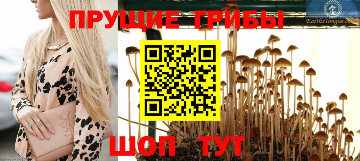 Псилоцибиновые грибы Psilocybe Соль-Илецк